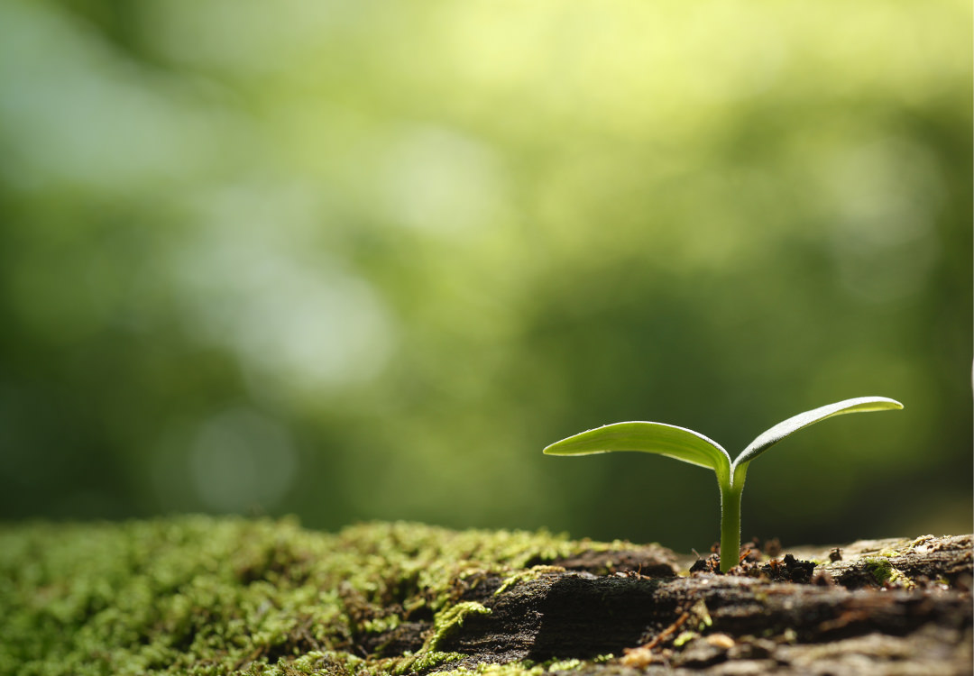 植物由来樹脂を使用