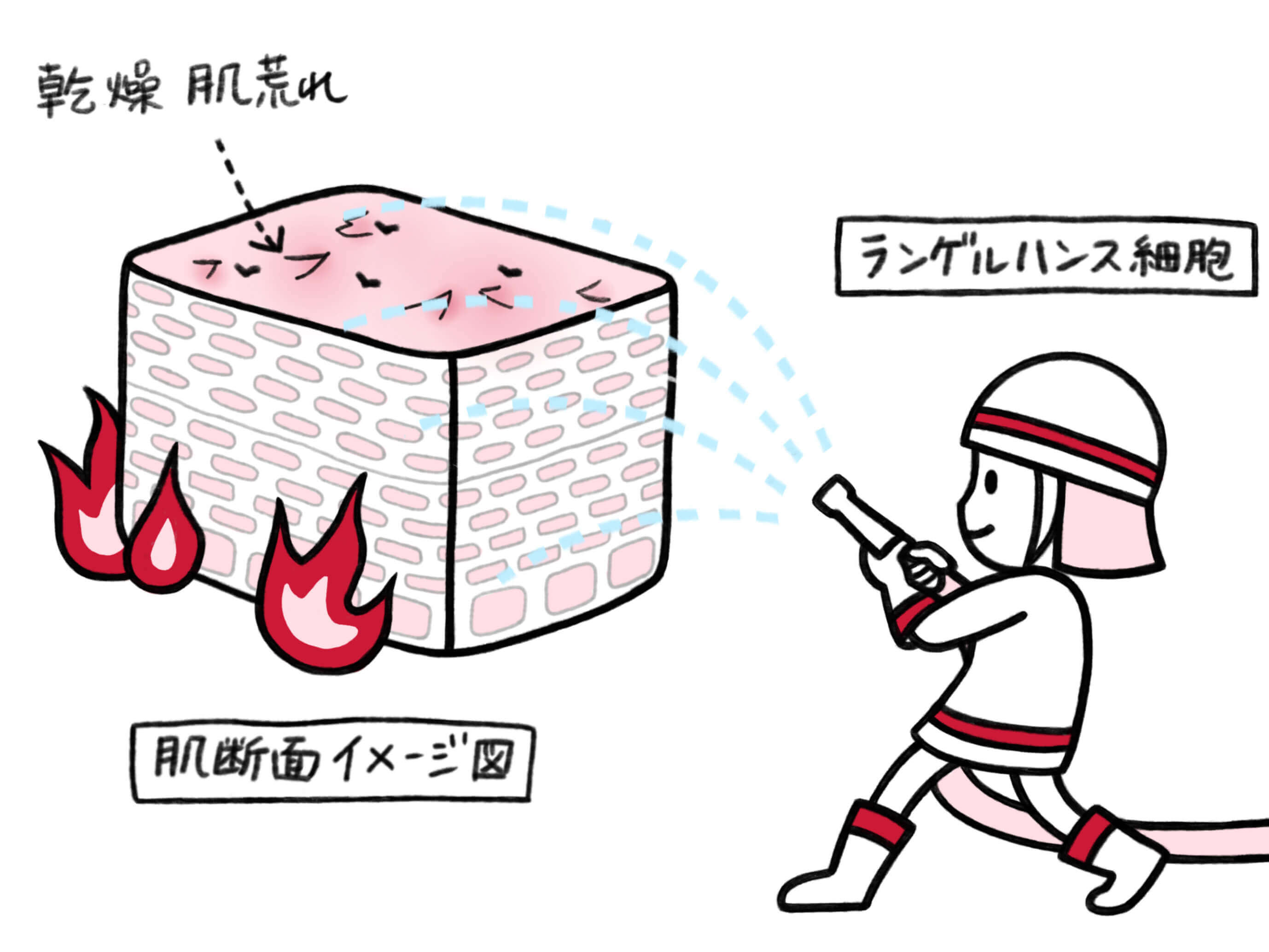美肌の味方 肌の消防士 ランゲルハンス細胞って Shiseido 資生堂