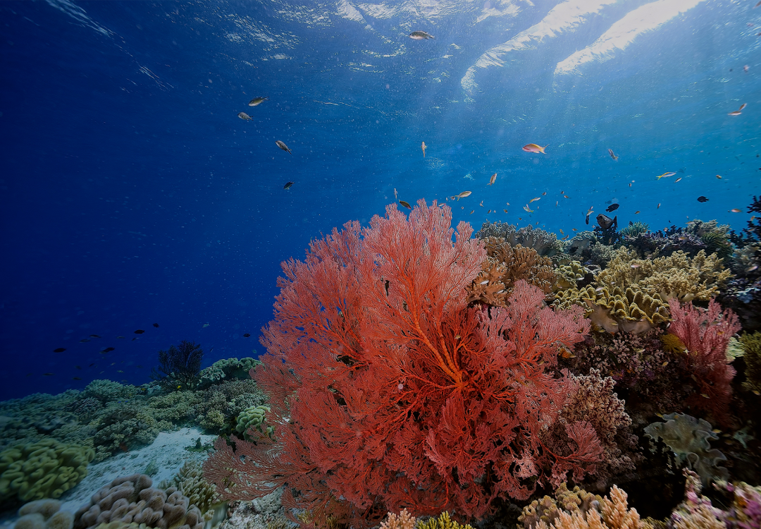 サンゴへの影響に配慮し、海に流れ出にくいコーラルリスペクト処方