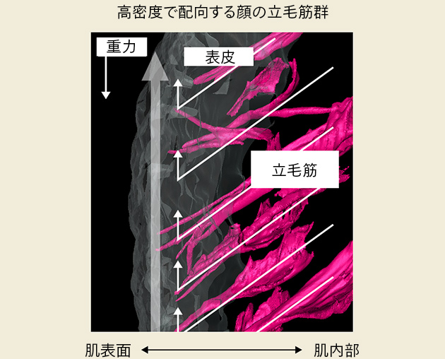 皮ふを横から見たＣＴ画像（赤色立毛筋）