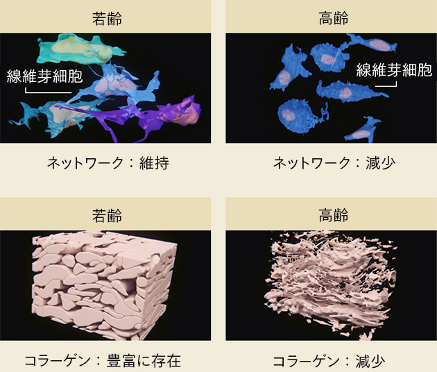 若齢と高齢の肌の線維芽細胞・コラーゲン量の比較。高齢の肌は若齢の肌と比べて線維芽細胞ネットワーク・コラーゲンが減少している。